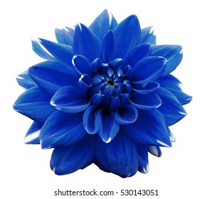 Flower blue  motley dahlia. Isolated on a white background. Close-up. without shadows. For design. - Shutterstock ID 530143051