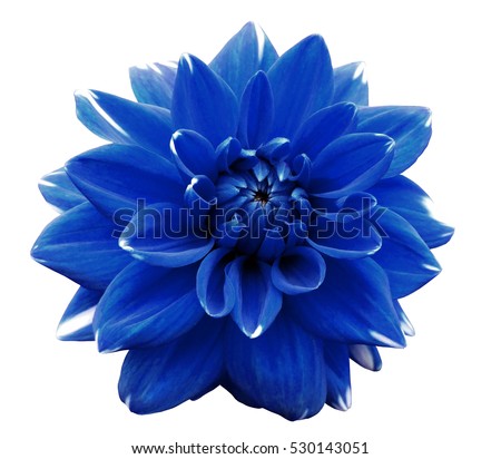 Flower blue  motley dahlia. Isolated on a white background. Close-up. without shadows. For design.