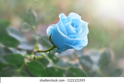 Flower blue rose flowering in roses garden.