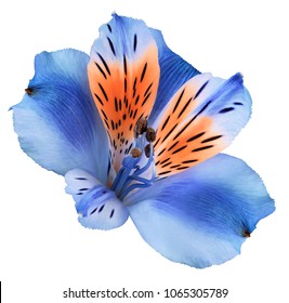 Flower  blue-red  alstroemeria  on a white isolated background with clipping path.    - Shutterstock ID 1065305789