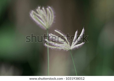 Similar – Lavender in the garden