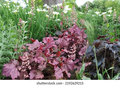 A flower border in a garden with dark purple and pink-leaved Heucheras and Siberian flags (Iris sibirica) White Swirl in May - Shutterstock ID 2192629215