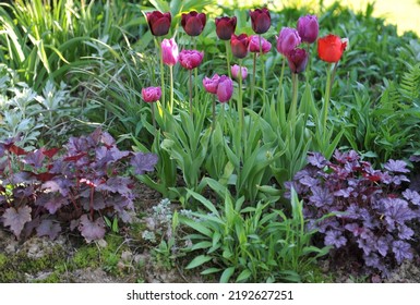 A flower border in a garden with a purple-leaved Heuchera and red and purple tulips (Tulipa) in May