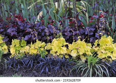 A flower border in a garden with yellow- and purple-leaved Heuchera and Ophiopogon planiscapus nigrescens in May - Shutterstock ID 2192628709