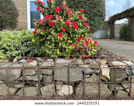 Similar – Image, Stock Photo fenced flowers blossoms