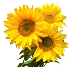 Flower Bouquet With Three Sunflowers Isolated On White Background. The Seeds And Oil. Floral Arrangement. Picturesque And Conceptual Scene. Flat Lay, Top View