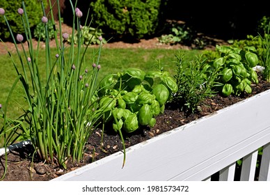 flower box herbs basil chive rosemary herb green leaf foliage morning sunshine - Powered by Shutterstock