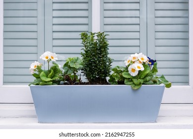 Flower box on a windowsill. Flowerpot with flowers. Selective focus 