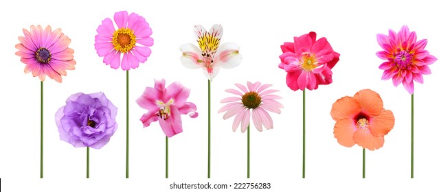 Row of Flowers Images, Stock Photos & Vectors | Shutterstock