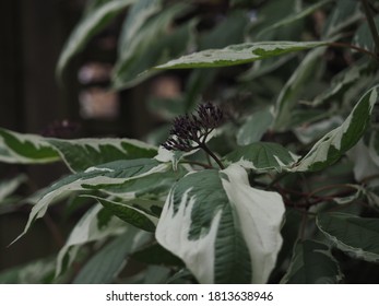 Flower Breaking Through The Leaves