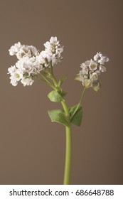 Flower Buckwheat