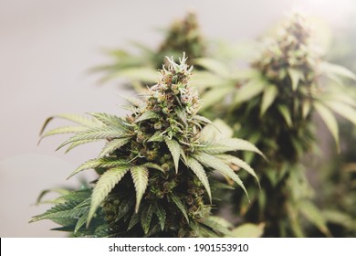 Flower Bud Of Marijuana Plant Close-up.