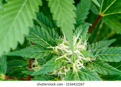Flower bud on a marijuana with kief keef crystals of THC and CBD