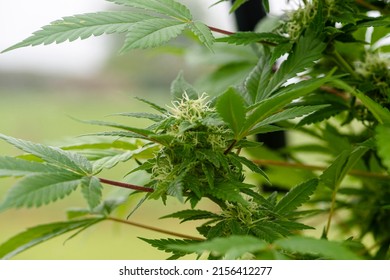 Flower bud on a marijuana with kief keef crystals of THC and CBD