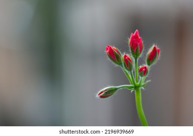 Flower Bud Pelargonium Or Geranium In Pink Vibrant Color. Garden Or Indoor Plant. Image With Selective Focus.