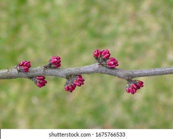 Flower buds of an eastern redbud tree (Cercis canadensis) starting to bloom in early spring.