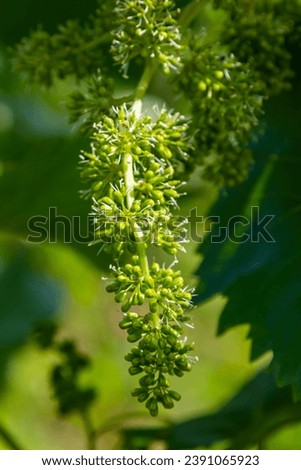 flower buds and leaves of shoots grapevine spring, agriculture nature background.