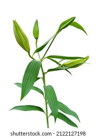 Flower buds of lilies isolated on white background. Lilies have six petals and are trumpet-shaped, sitting atop a tall, erect stem with narrow, long, lance-shaped leaves.