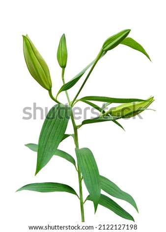 Flower buds of lilies isolated on white background. Lilies have six petals and are trumpet-shaped, sitting atop a tall, erect stem with narrow, long, lance-shaped leaves.