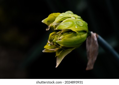 Flower buds of Narcissus (Narcissus) is a genus of the Amaryllidaceae family, plants and is native to Europe, wet with dew drops