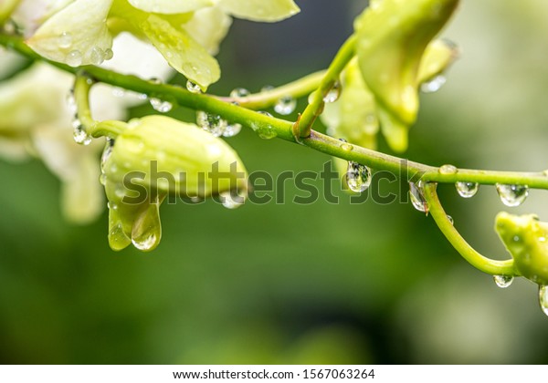 Flower Buds Seen After Rain Water Stock Photo Edit Now