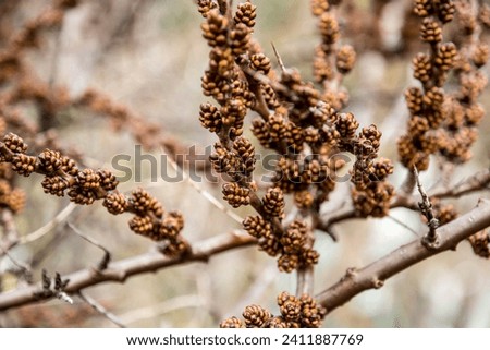 The flower buds of the shrub Hippophae rhamnoides