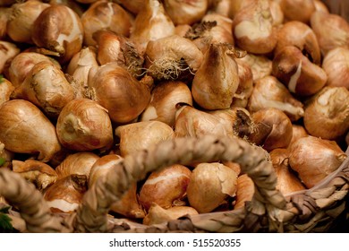 flower bulbs in a basket prepared and selected for planting and storage