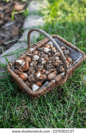 Flower bulbs for early bloomers in a basket, flower bulb planting

