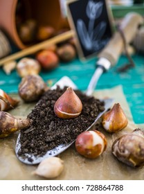 Flower bulbs and garden accessories for planting in the ground. 
