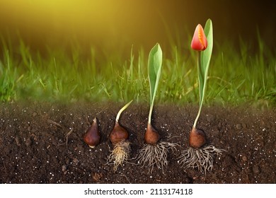 Flower Bulbs From Planting To Flowering, Tulip Growth Stage