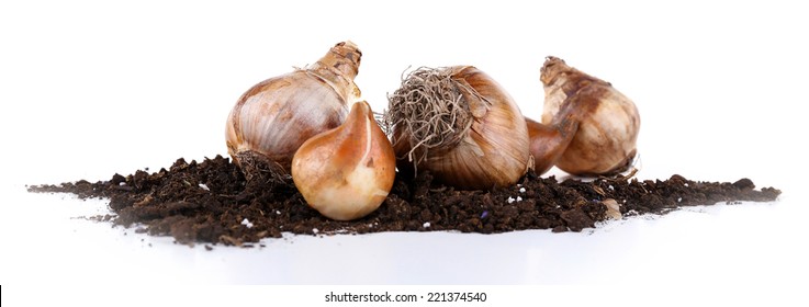 Flower bulbs with soil isolated on white