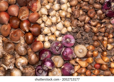 Flower bulbs of tulips, daffodils, hyacinths, crocuses and other on wooden background, top view