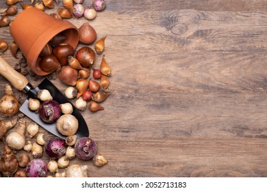 Flower bulbs of tulips, daffodils, hyacinths and other on wooden background, top view with copy space