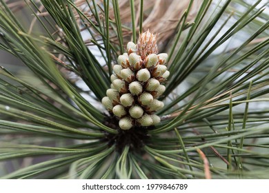 Flower Of A Bull Pine Tree, Pinus Ponderosa