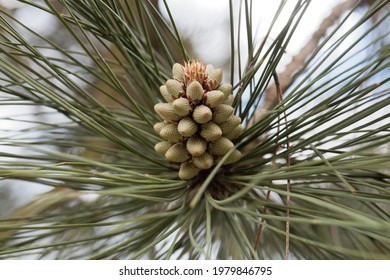 Flower Of A Bull Pine Tree, Pinus Ponderosa