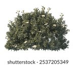 flower bush isolated on white background. Single Tropical plant flower fence bush. green shrub tree isolated on white background. Shrub for garden decoration. Side View of flower bush with leaves