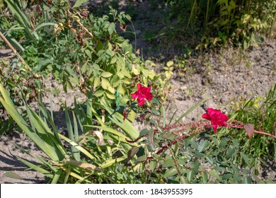 A Flower Bush With Red Blossoms Blooms. The Bud Opens And Blooms Into Small Red Flower. Time Lapse Of A Blooming Flower Bush. Detailed Macro Time Lapse Of Blooming Flowers. Small Red Flowers