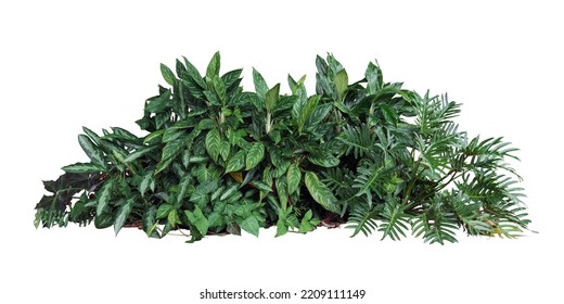 Flower bush shrub tree plant isolated tropical jungle plant with clipping path. - Shutterstock ID 2209111149