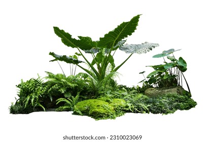 Flower bush shrub tree plant isolated tropical jungle plant with clipping path. - Shutterstock ID 2310023069