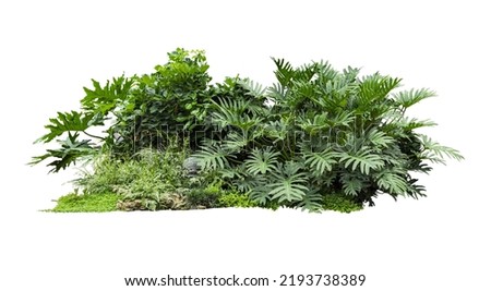 Flower bush shrub tree plant isolated tropical jungle plant with clipping path.
