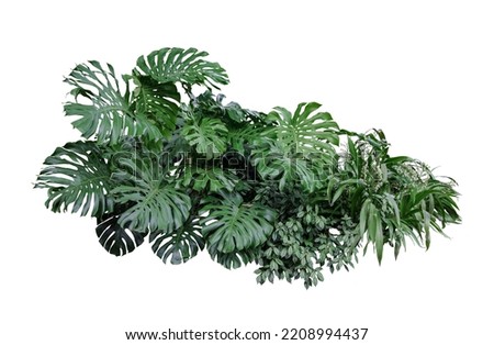 Flower bush shrub tree plant isolated tropical jungle plant with clipping path.	