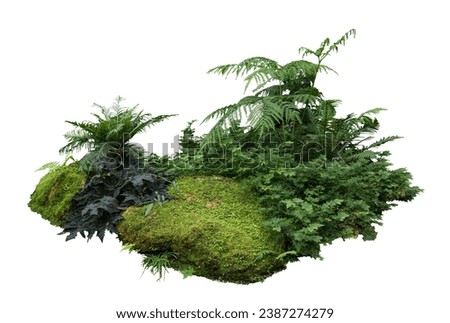 Flower bush shrub tree plant isolated tropical jungle plant with clipping path.	

