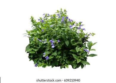 Flower Bush Tree Isolated With Clipping Path