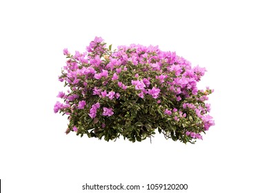 Flower Bush Tree Isolated Tropical Plant  With Clipping Path