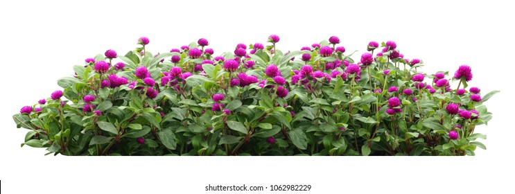 flower bush tree isolated tropical plant  with clipping path