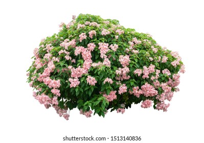 Flower Bush Tree Isolated Tropical Plant With Clipping Path.