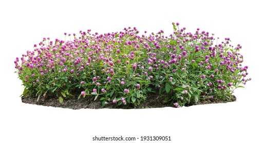 Flower Bush Tree Isolated Tropical Plant With Clipping Path.