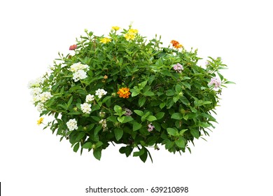 Flower Bush Tree Isolated Tropical Plant  With Clipping Path