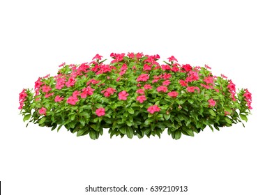flower bush tree isolated tropical plant with clipping path