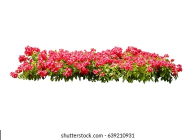 Flower Bush Tree Isolated Tropical Plant With Clipping Path